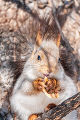 The squirrel with nut sits on tree in the winter or late autumn