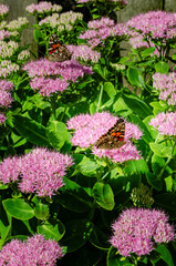 Two Painted Lady butterflies on Sedum blossoms