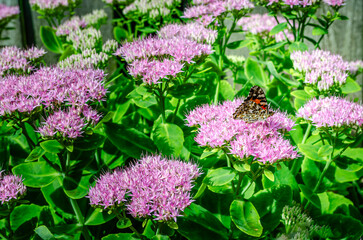 Single Painted Lady butterfly facing right on a Sedum plant flower
