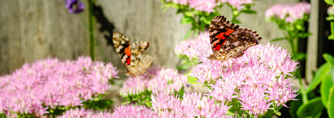 Panorama of a Painted Lady butterfly facing left on a Sedum plant flower with another one blurred in the background.