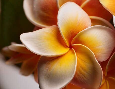 macro of plumeria petals