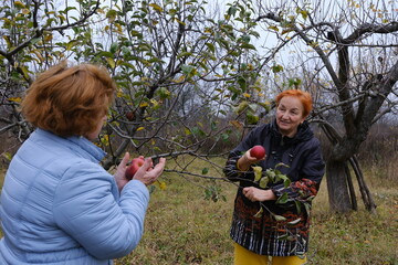 Two women collect freshly picked apples in a wicker basket outdoors. two elderly women working in...