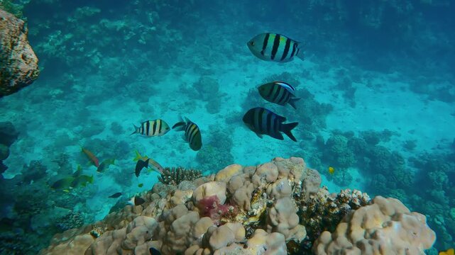 Group of Indo-Pacific Sergeant Fish, Abudefduf vaigiensis, swimming over a coral reef at a cleaning station, Cleaner fish cleans them of parasites. 