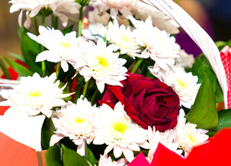 White and red rose flyovers in bloom inside rattan basket