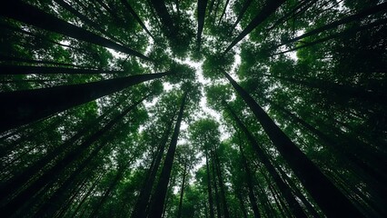 Looking up through tall evergreen trees towards a bright sky