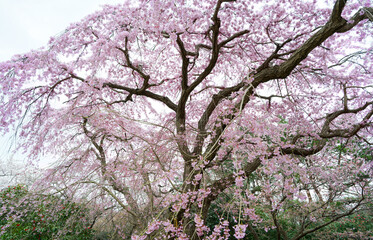 枝垂れ桜