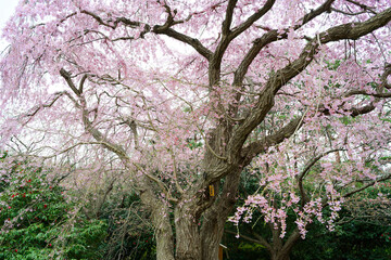 枝垂れ桜