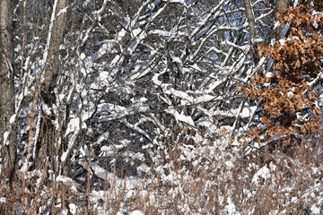 Snow on the Tree Branches