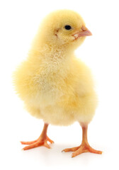 Yellow broiler chick isolated on white close-up