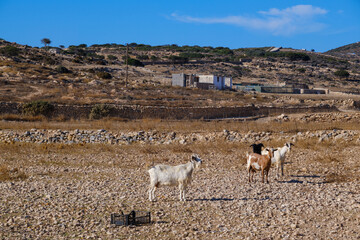 Goats grazing in the dry landscape of Ano Koufonisi