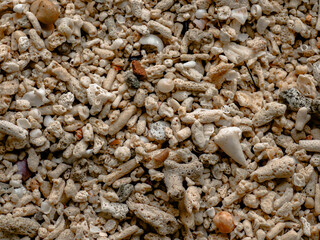 coral shells on the beach