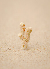 coral shells on the beach