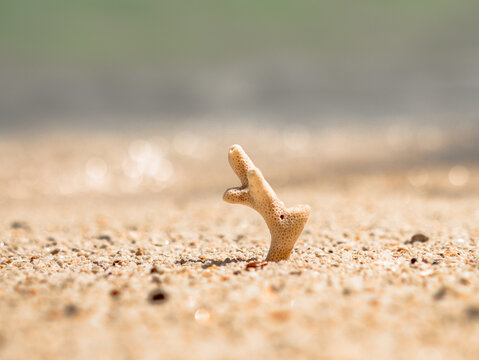 coral shells on the beach