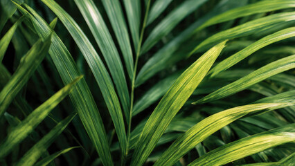 Fototapeta premium A lush close-up of vibrant green palm fronds, displaying natural textures and varying shades, creating a tropical and serene botanical background.