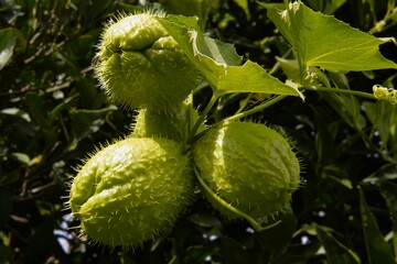 Prickly gourd. Green vegetables with protective spines among the leaves and tendrils of the vine. Healthy eating, agricultural products, botany, organic products, ecology, and tropical crops.