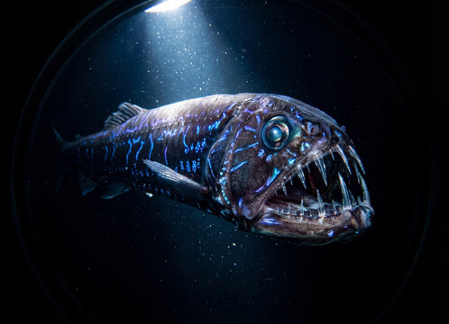 Abyssal Predator with Bioluminescent Markings in the Deep Sea