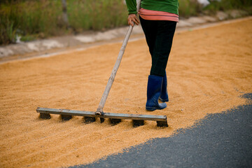 Agricultural labor drying, asian female worker harvesting rice in vietnam's rural landscape