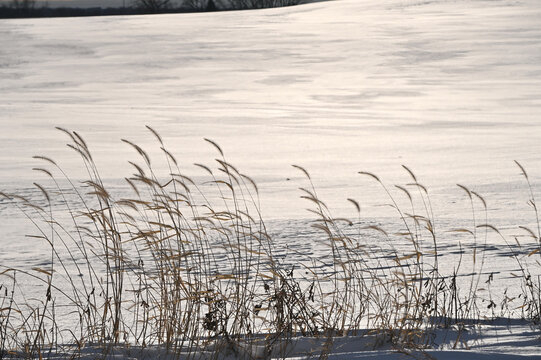 Snow-covered Field and Foxtails