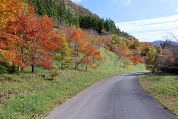 山奥の道路を彩る紅葉　（高知県　稲村ダム石切り場）