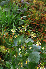 wild radish, white charlock, or jointed charlock (Raphanus raphanistrum)