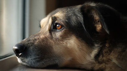 A thoughtful dog with amber eyes gazes calmly out a sunlit window. Its detailed fur highlights a quiet, gentle longing expression.