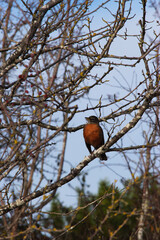 American robin (Turdus migratorius)