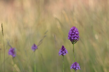 fiori di orchidea selvatica in primavera
