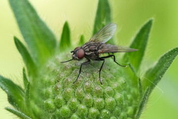 Macro shot featuring a fly perched on a vibrant green plant, set against a soft green background, showcasing nature's details.