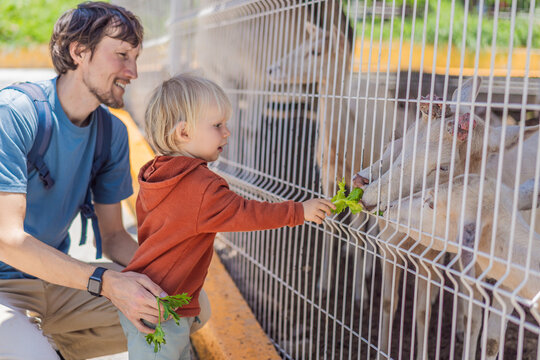 Father and his son feeding deer on a farm, enjoying family bonding, animal interaction, and outdoor activity. Wholesome childhood and learning concept
