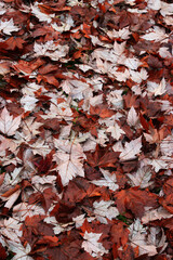 Fallen autumn leaves