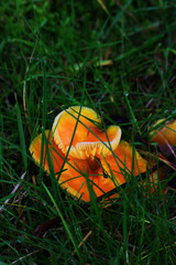 deceiver, lackluster laccaria, or waxy laccaria (Laccaria laccata)