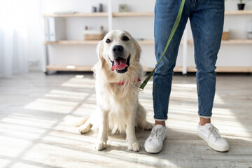 A golden retriever sits obediently next to a person wearing casual jeans and sneakers in a bright...