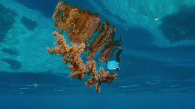 A baby triggerfish wanders beneath the waves in turquoise water, hiding from predators among floating plastic debris and drifting seaweed.