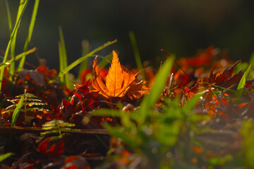 落ちた紅葉と照らす日差しと20251122
