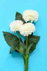 Beautiful white dahlia flowers on blue background