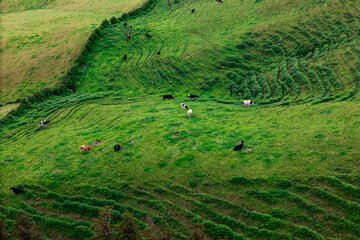 Cows grazing on the green pasture eating lush grass Azores islands in Atlantic ocean, Aerial view