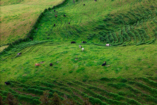 Cows grazing on the green pasture eating lush grass Azores islands in Atlantic ocean, Aerial view - Powered by Adobe
