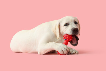 Cute Labrador retriever puppy chewing dog toy on pink background
