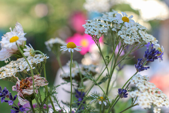 Spring Flowers