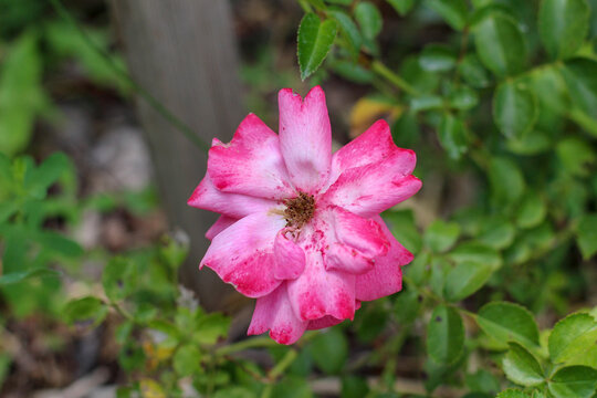 Wild Rose of North Idaho