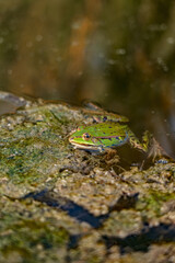 Close-up of a pelophylax green frog rests camouflaged on a layer of filamentous algae in a calm pond.
