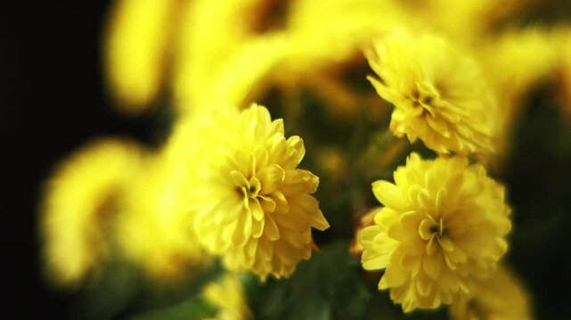 Many yellow flower. Yellow flower on green leaf. Flower in japan. watering flowers
