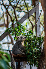 A koala bear eating gum tree leaves in its natural habitat