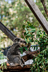 A koala bear eating gum tree leaves in its natural habitat