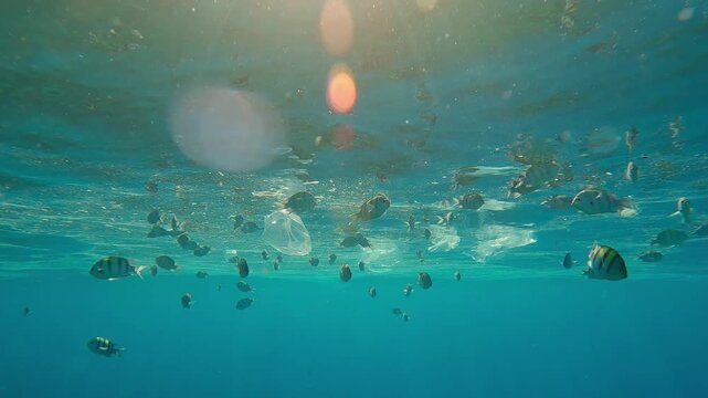 A huge number of Indo-Pacific sergeants swim among plastic waste, eating fatty film from an oily layer on the water's surface, under the bright rays of the midday light, in the sun`s glare, backlit