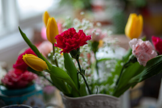 Carnation Delight