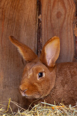 Brown rabbit resting in a wooden shelter with hay during the afternoon