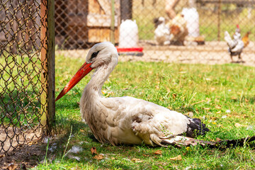 Stork resting beside a fence in an animal enclosure during a sunny day