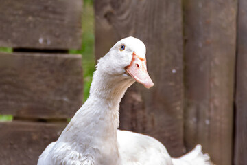 Close-up view of a curious white goose in a farmyard setting during daytime
