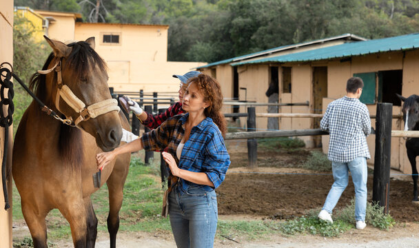 Girl and woman workers has put horse near hitching post, and is combing animals fur. Female owner of animal and girl assistant takes care of horse with comb, puts mane and tail in order.